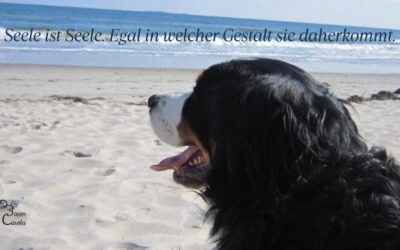 Seele ist Seele. Egal in welcher Gestalt sie daherkommt.