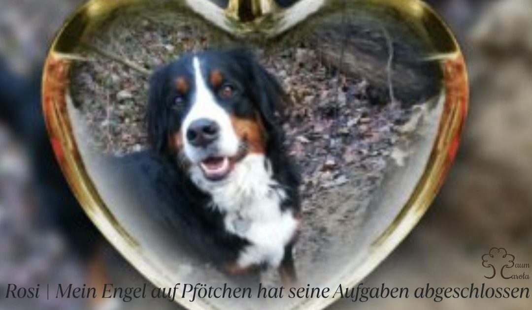 Rosi | Mein Engel auf Pfötchen hat seinen Kreis geschlossen