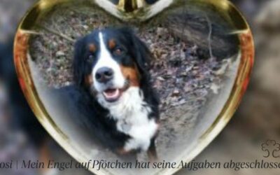 Rosi | Mein Engel auf Pfötchen hat seinen Kreis geschlossen