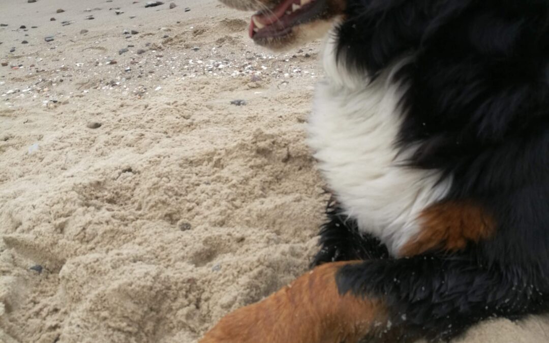 Warum dein Hund so gestresst ist wie du