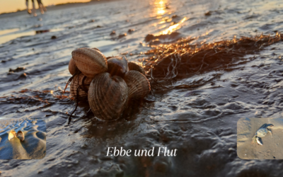 Ebbe und Flut: wenn dein Leben sich wie Gezeiten anfühlt