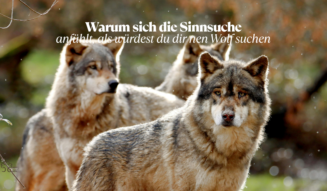 Am Ende der Sinnsuche: Nicht noch mehr Zertifikate