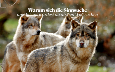 Am Ende der Sinnsuche: Nicht noch mehr Zertifikate